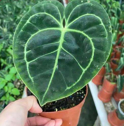 帝王花烛怎么修剪