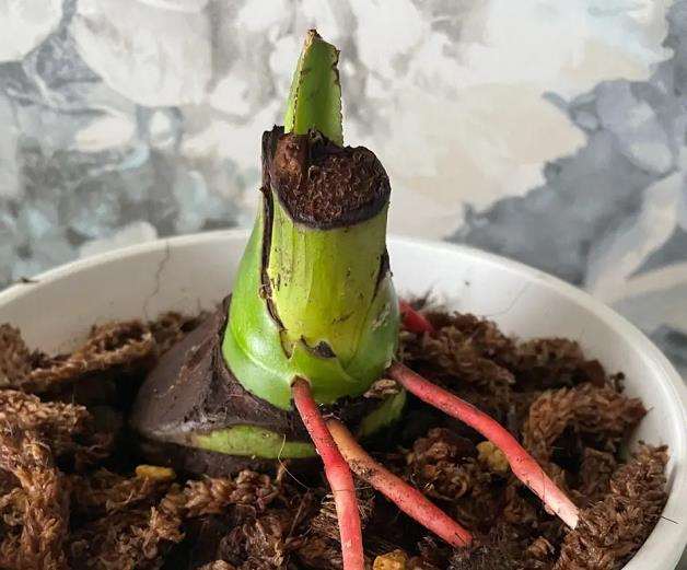 帝王花烛怎么栽培养护