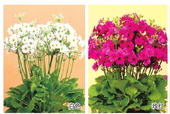 昆明报春花是云南八大名花之一