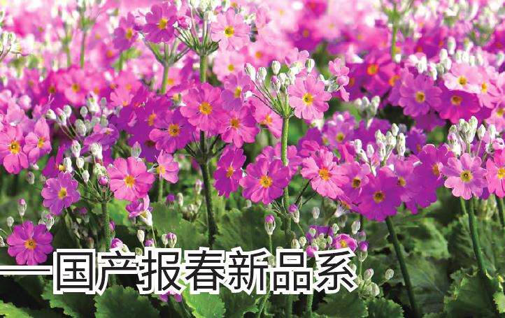 昆明报春花是云南八大名花之一