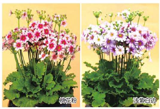 昆明报春花是云南八大名花之一
