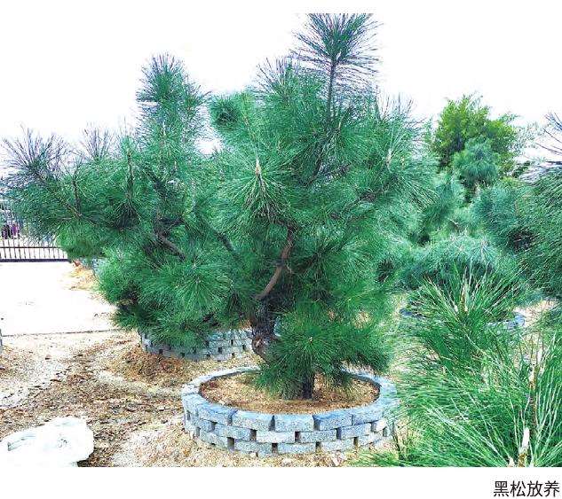 景观黑松盆景怎么修剪的5个基本方法