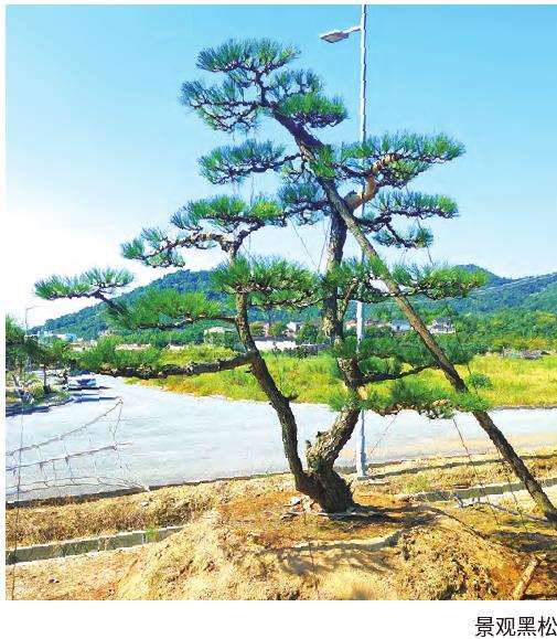 景观黑松盆景怎么修剪的5个基本方法