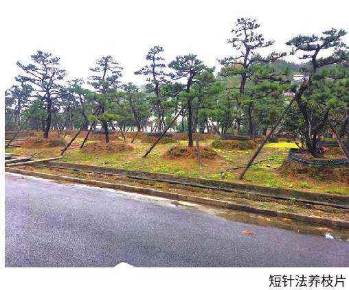  景观黑松盆景怎么修剪