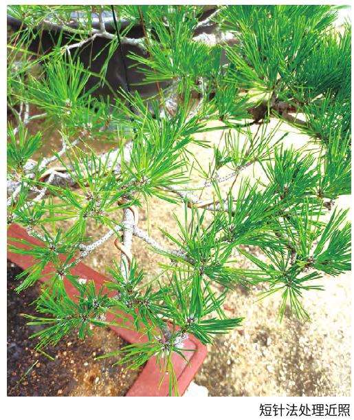  景观黑松盆景怎么修剪