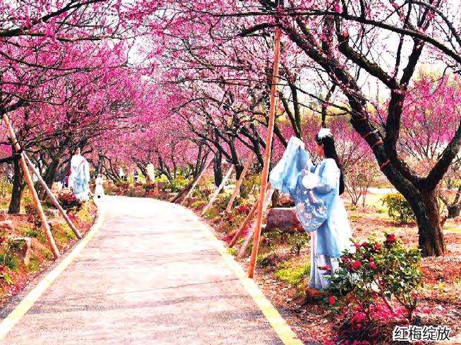 东方梅园荟萃全品类梅花衍生品