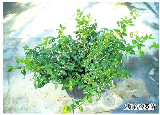 扶芳藤怎么繁殖和预防病害