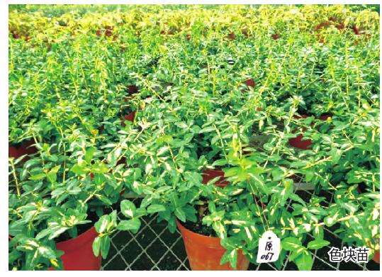 扶芳藤怎么采穗圃的5个方法