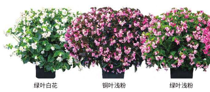 海棠班纳利春季新品