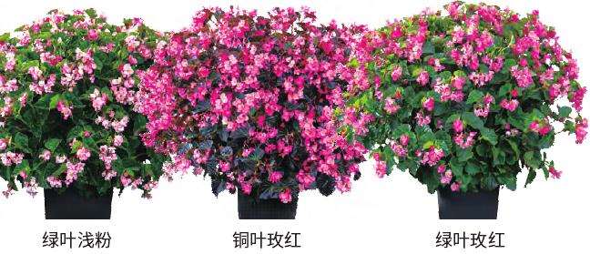 海棠班纳利春季新品