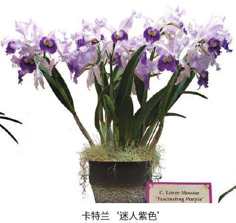 2023东京世界兰花展览会