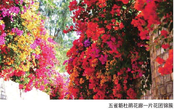 马岭观花植物园3天游客超过