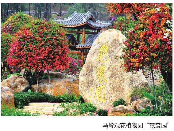 雀类簕杜鹃抗性强