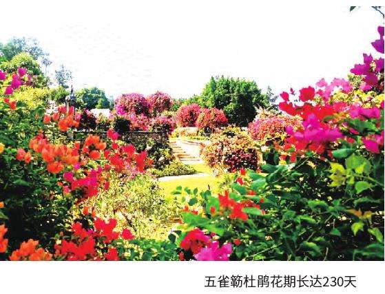 五雀簕杜鹃悄然成新宠