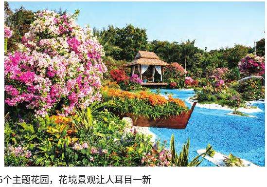 深圳簕杜鹃市花和花展的由来