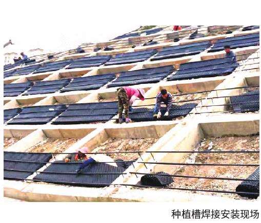 三角梅栽植前的5个准备工作