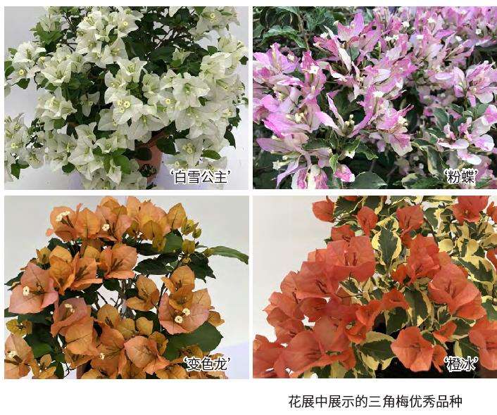 三角梅花展在乡村中举办的3个特点和特色