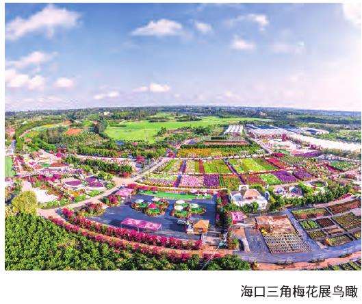 三角梅色素合成与应用前景