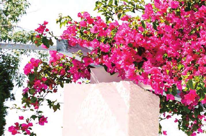 簕杜鹃花意内涵丰富