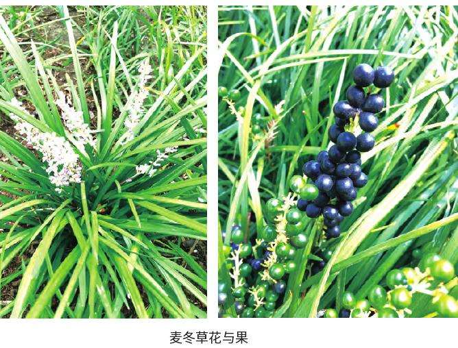 麦冬草怎么栽培繁殖