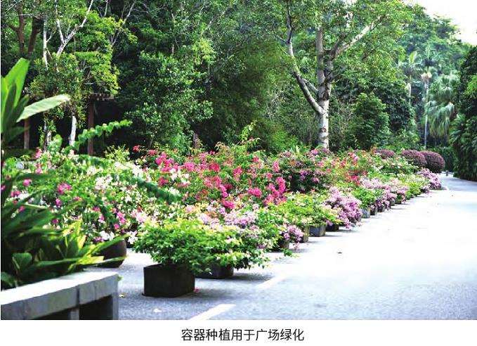 簕杜鹃怎么花期调控的3个方法