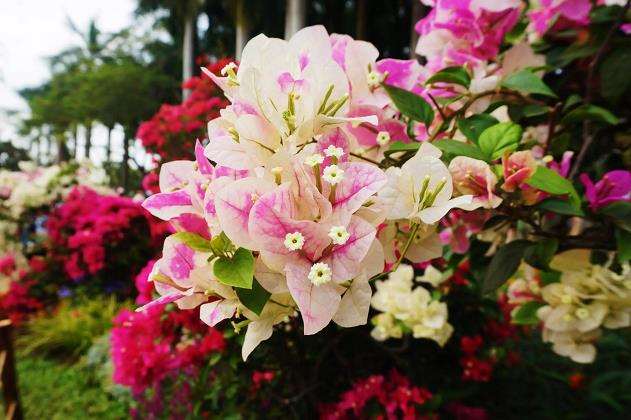 为什么簕杜鹃忌潮湿或浇水过多