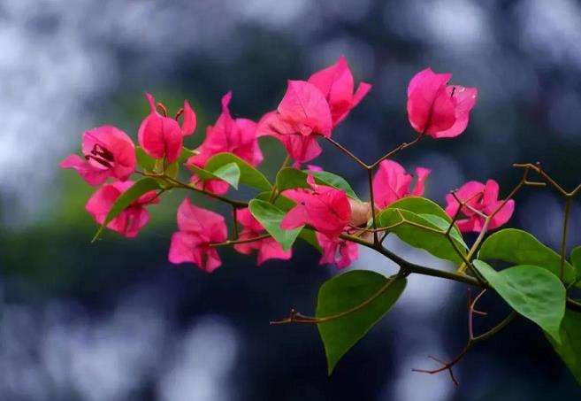 簕杜鹃怎么种植