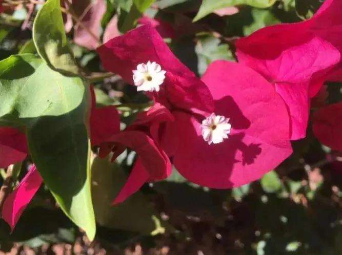 簕杜鹃在种植前的5个准备