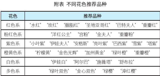 簕杜鹃种植的3个品种选择