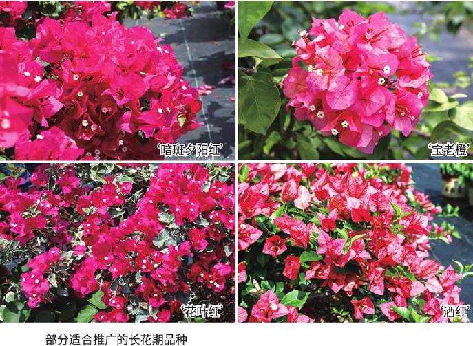 簕杜鹃花期物候观测的3个结果与讨论