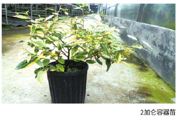 花叶胡颓子怎么扦插炼苗