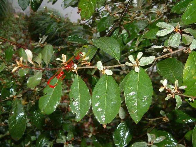 花叶胡颓子怎么扦插繁殖