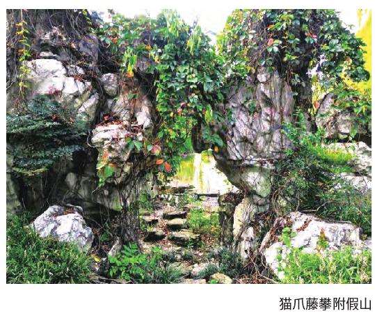 漳州园林景观工程概况与藤蔓植物配置