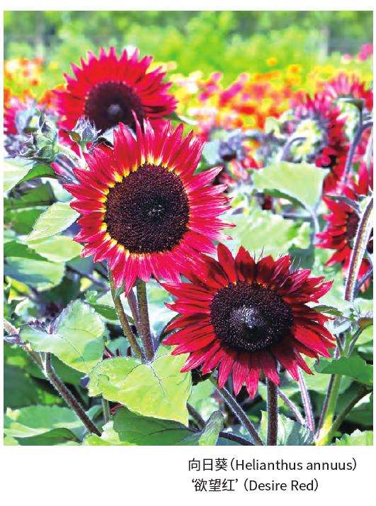 欧洲花卉新品种选拔赛金奖揭晓