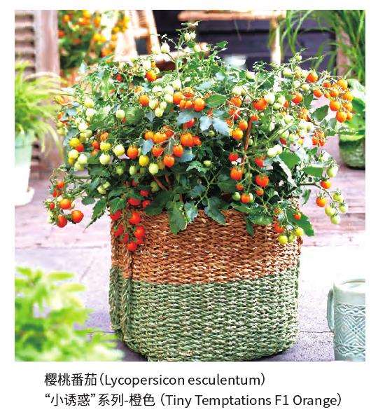 欧洲花卉新品种选拔赛金奖揭晓