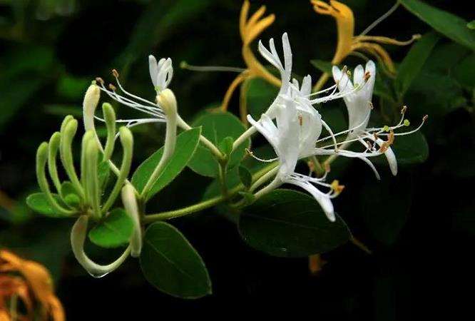 紫叶金银花怎么整型修剪