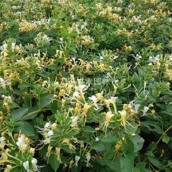 紫叶金银花怎么施肥浇水