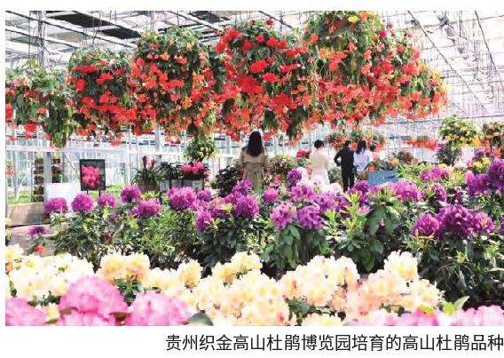 杜鹃花分会展研并举促发展