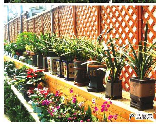 广东顺德国兰产业发展的3个建议