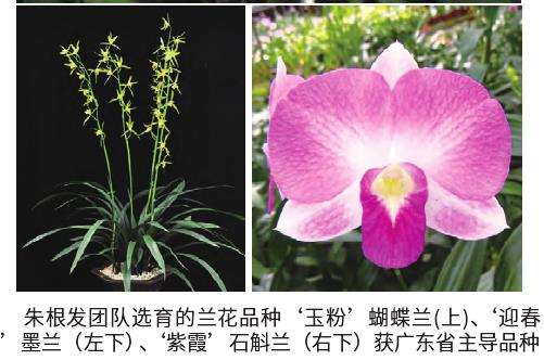 春兰节及兰花博览会