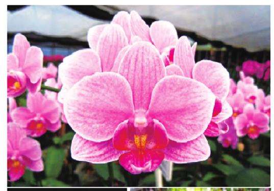 春兰节及兰花博览会