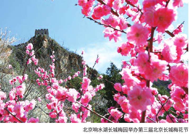 第三届北京长城梅花节