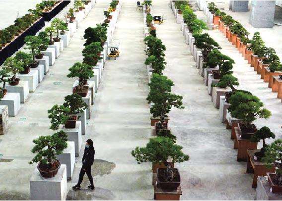 如皋举办全国精品盆景展