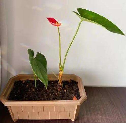 红掌盆栽怎么肥水浇灌