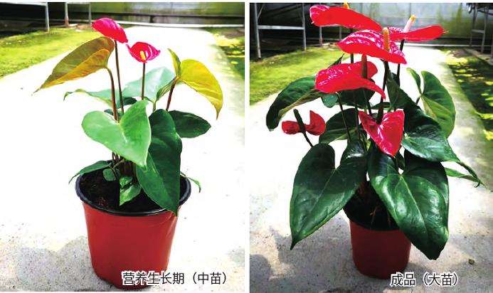 红掌盆栽怎么上盆换盆