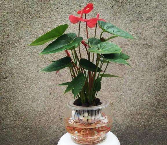 盆栽红掌的种苗标准和基质标准