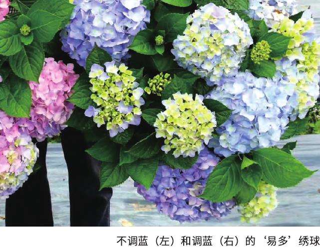 探寻绣球花怎么调蓝的历史