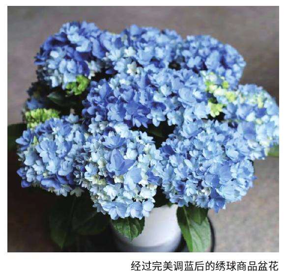 绣球变蓝的3个关键