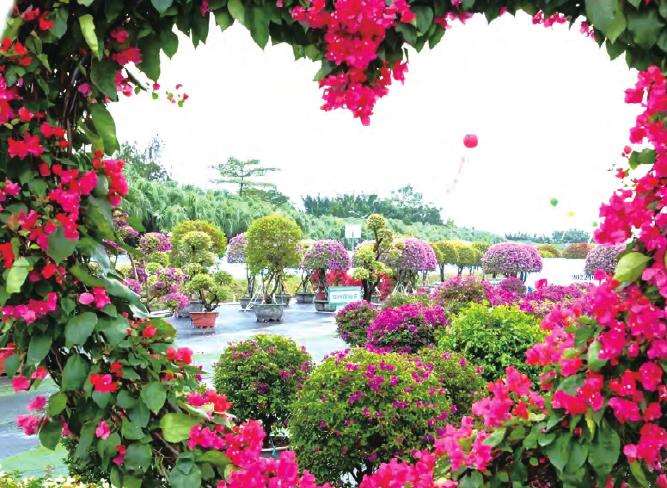 中国中山花木盆景产业大会亮点纷呈