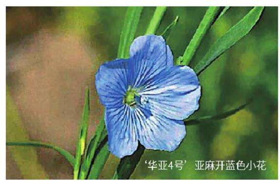 亚麻花生长条件及观赏特性